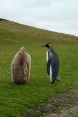 Königspinguin (5 von 84).jpg